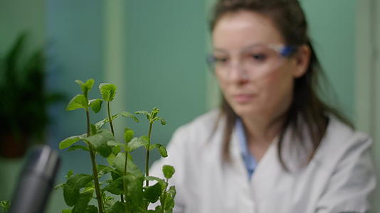 关闭植物女性植物学女性检查用于农业实验的树苗视频的预览图
