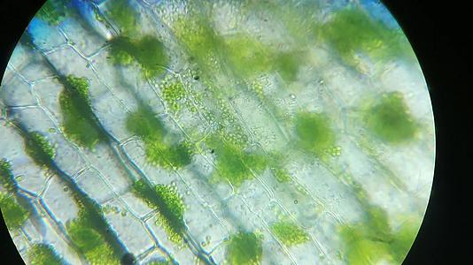 叶绿体显微镜在绿叶绿素植物真核细胞结构中的放大视频的预览图