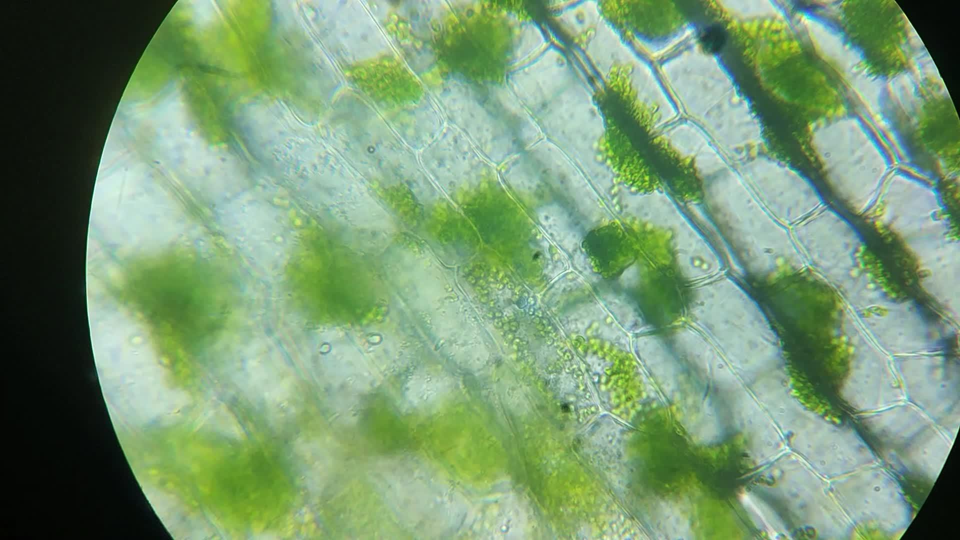 叶绿体显微镜在绿叶绿素植物真核细胞结构中的放大视频的预览图
