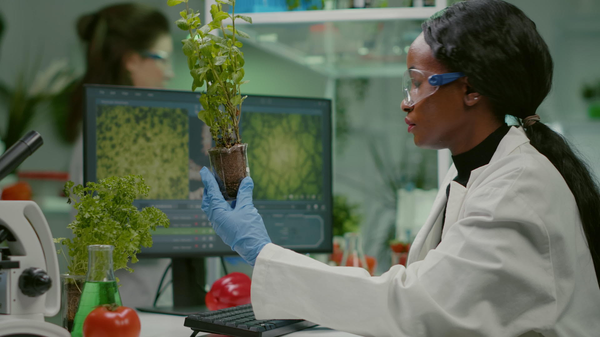 与西红柿相比研究绿色树苗的女性研究人员视频的预览图