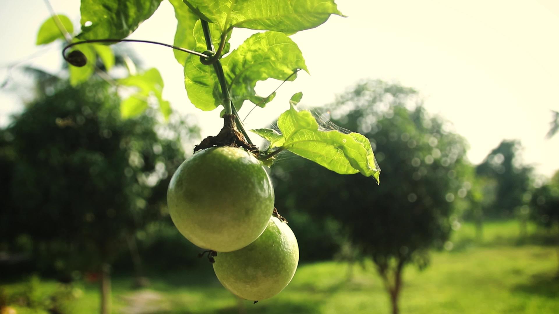 绿色的激情果实挂在葡萄树上视频的预览图