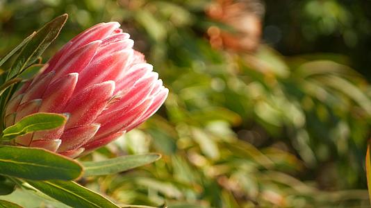 普罗蒂亚粉色栀子花在美国加州花园回春视频的预览图
