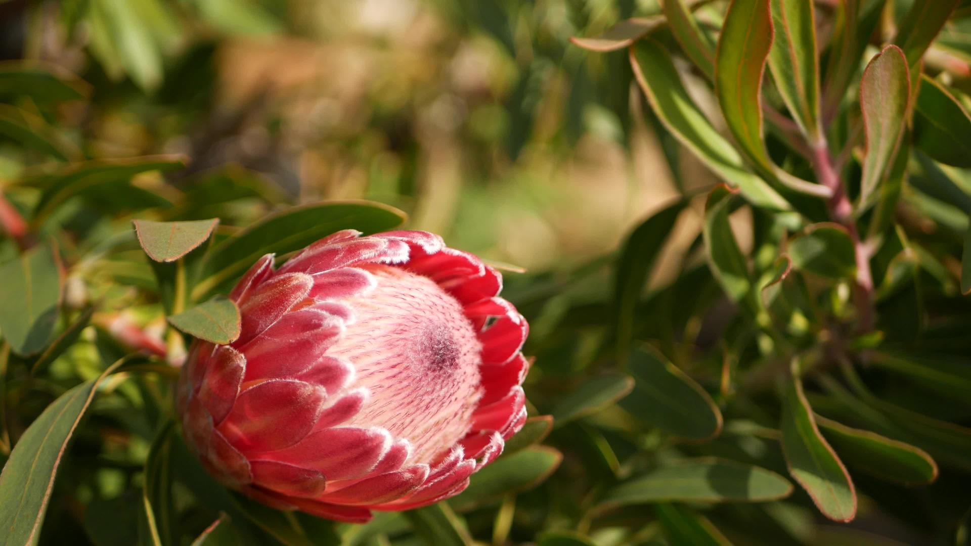 普罗蒂亚粉色栀子花在美国加州花园回春视频的预览图