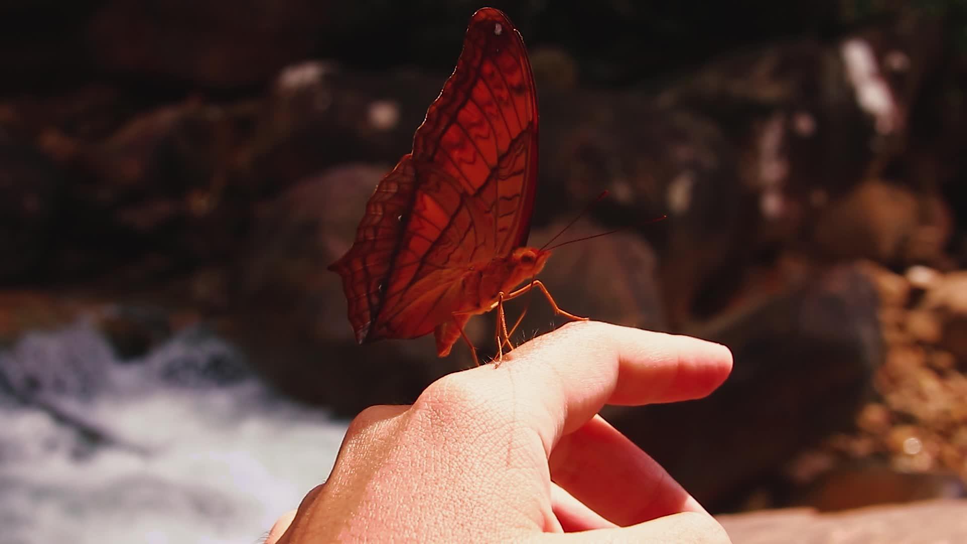 蝴蝶舔手视频的预览图