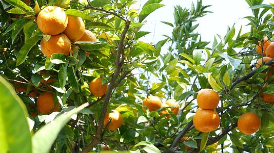 柑橘果树加利福尼亚美国春天花园美国当地农业农场视频的预览图