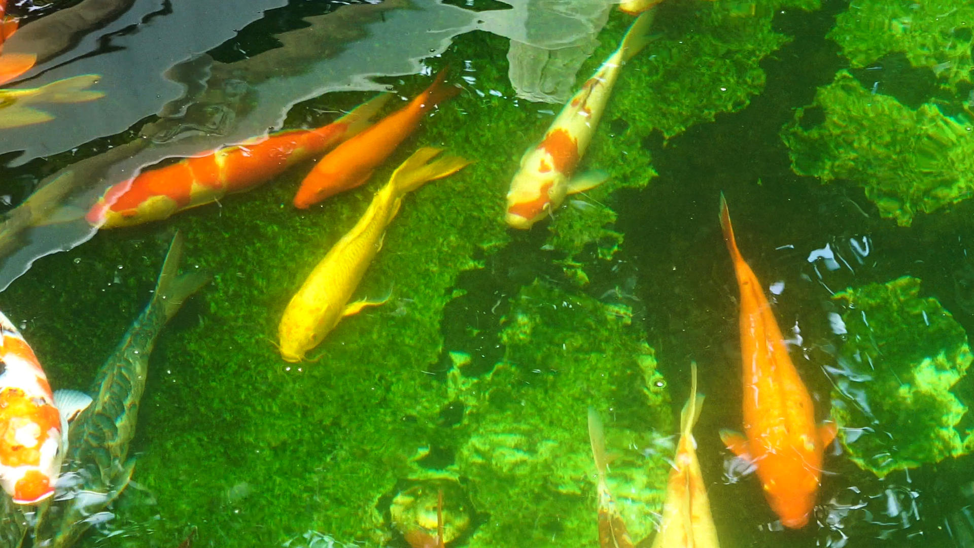 水池里的鲤鱼4K视频的预览图