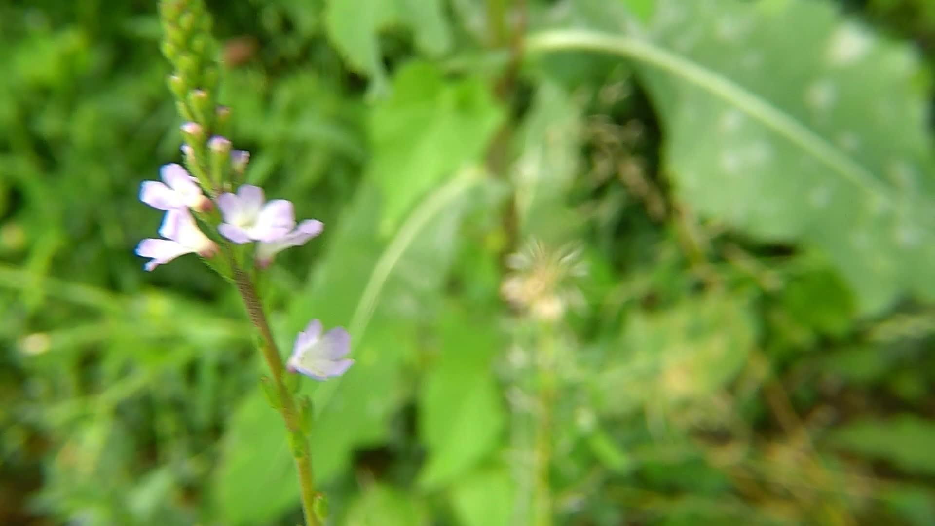 马鞭草配花药用草药视频的预览图