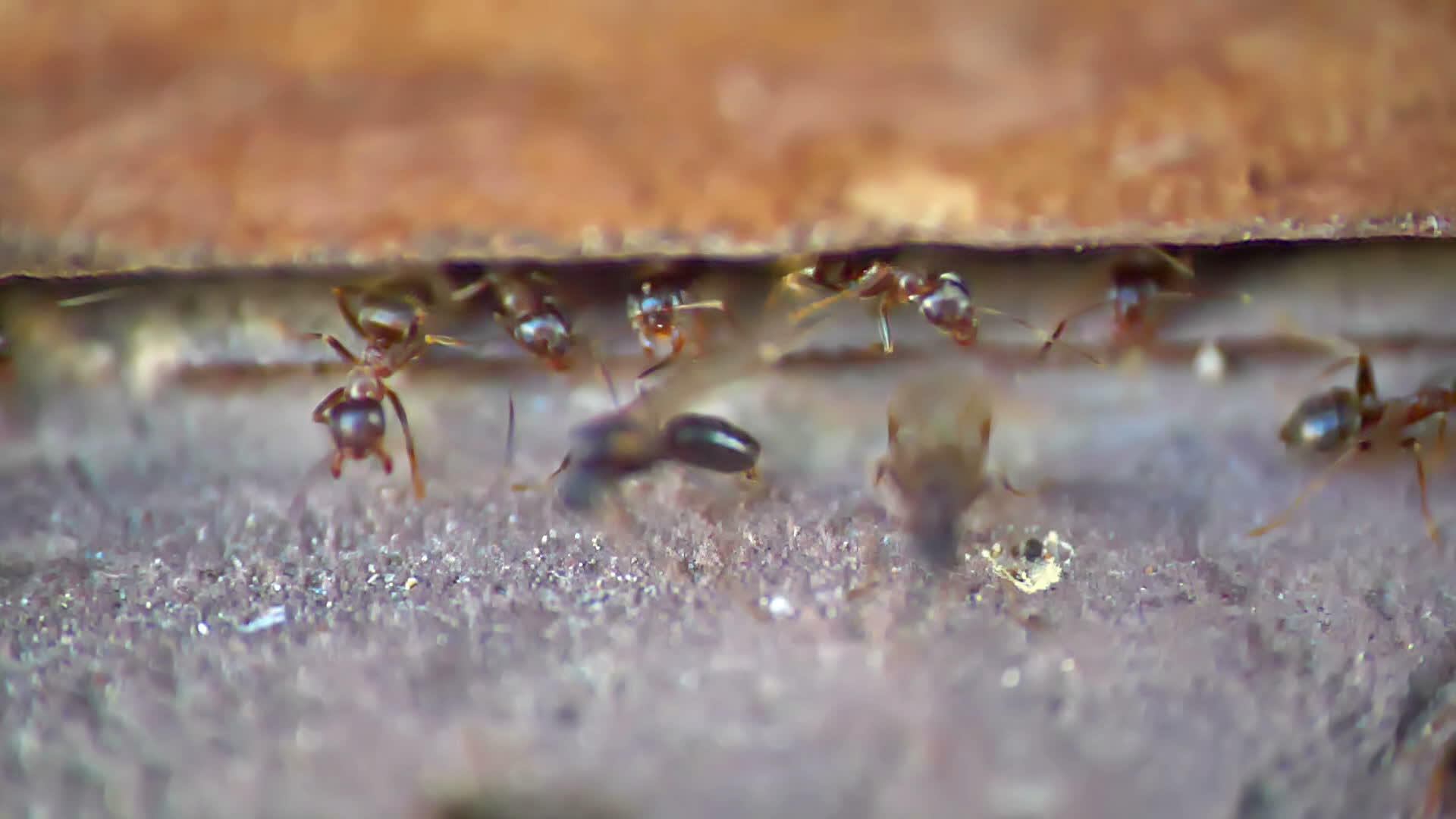 蚂蚁慢慢地移动翅膀视频的预览图