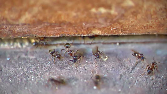 蚂蚁慢慢地移动翅膀视频的预览图