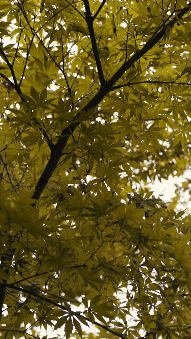 早秋微风中的黄枫叶视频的预览图