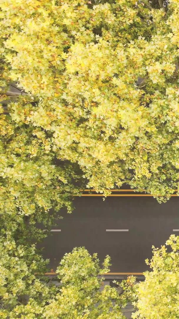 航拍城市风景秋天林荫道公路素材视频的预览图