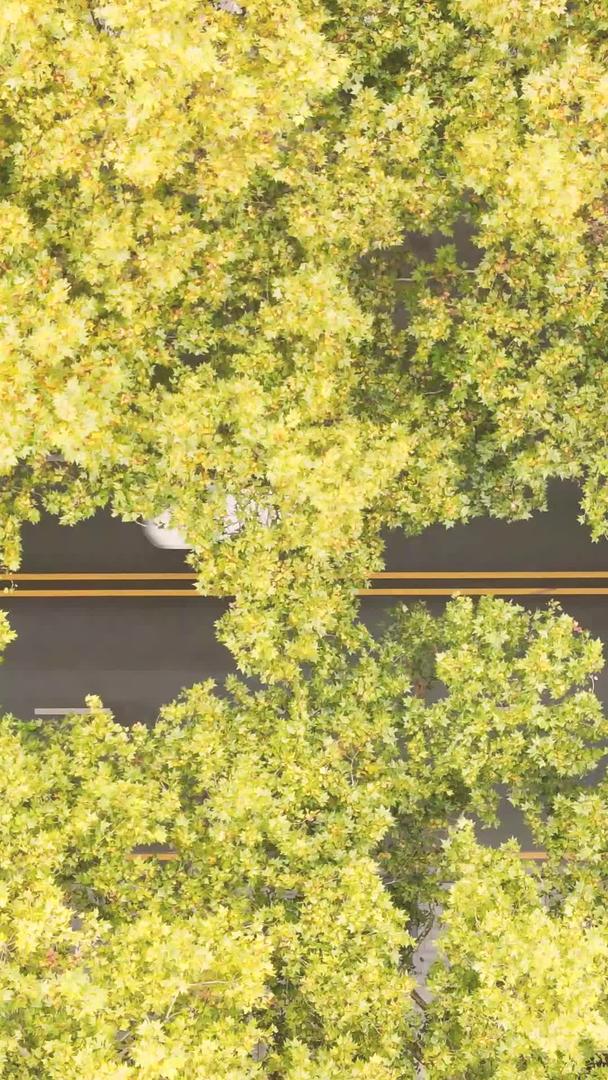 航拍城市风景秋天林荫道公路素材视频的预览图