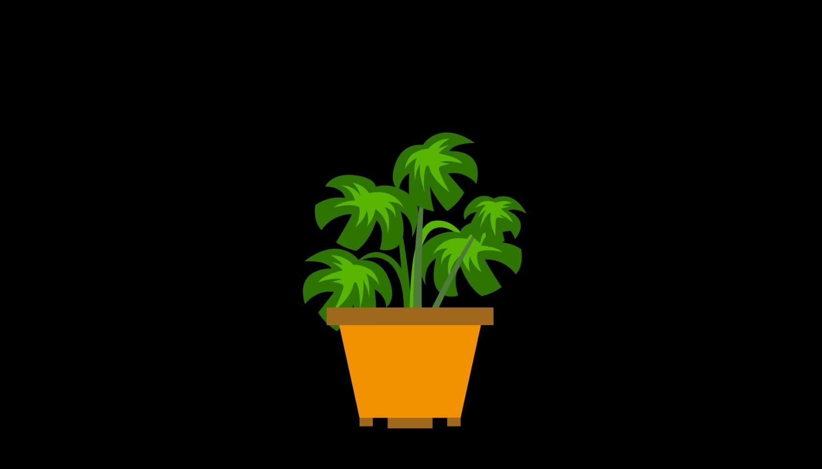 mg动态宽叶藤条盆栽生长视频素材视频的预览图