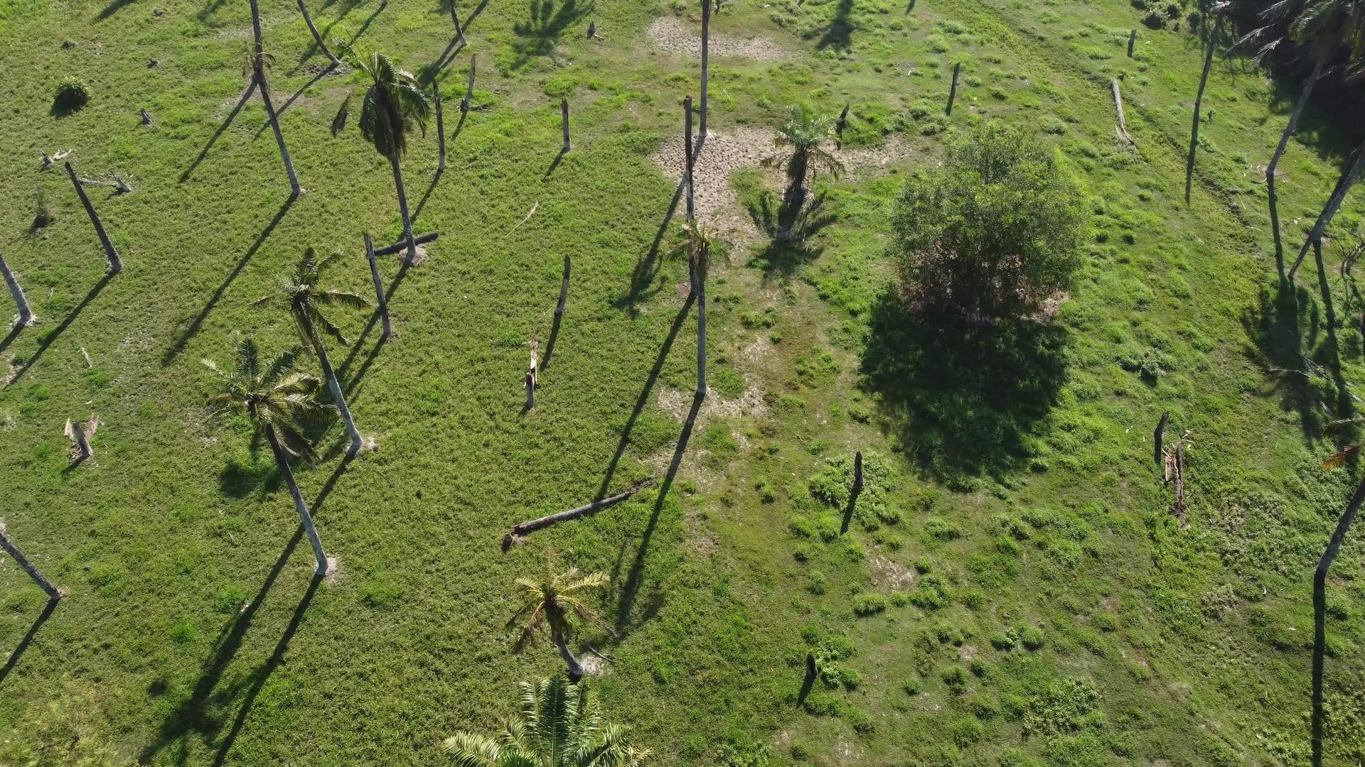 椰子棕榈树的空气视图视频的预览图