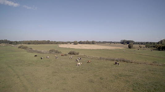 在绿草地上放牧牛群视频的预览图