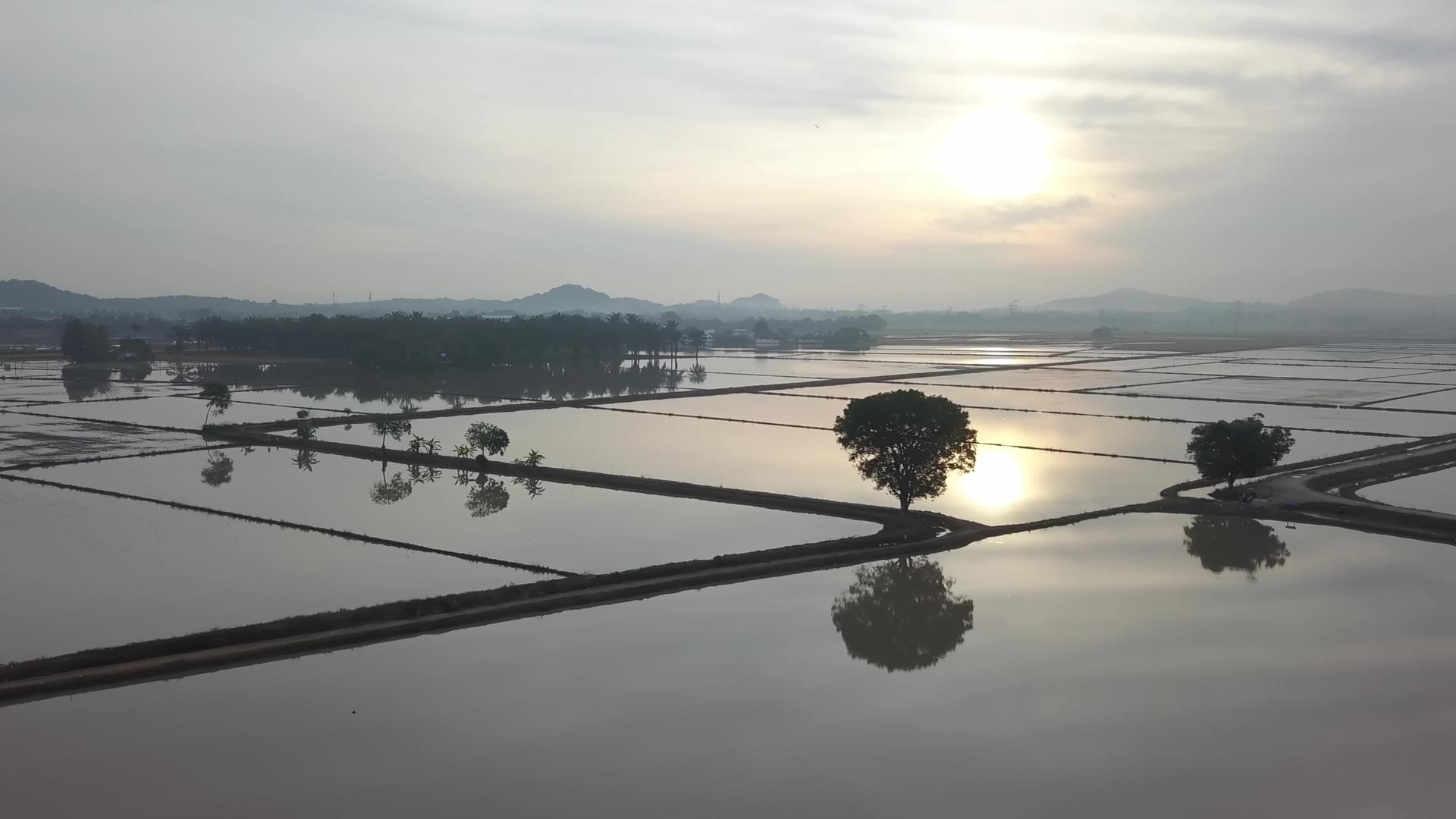 观察洪水稻田圆周树的空气视频的预览图