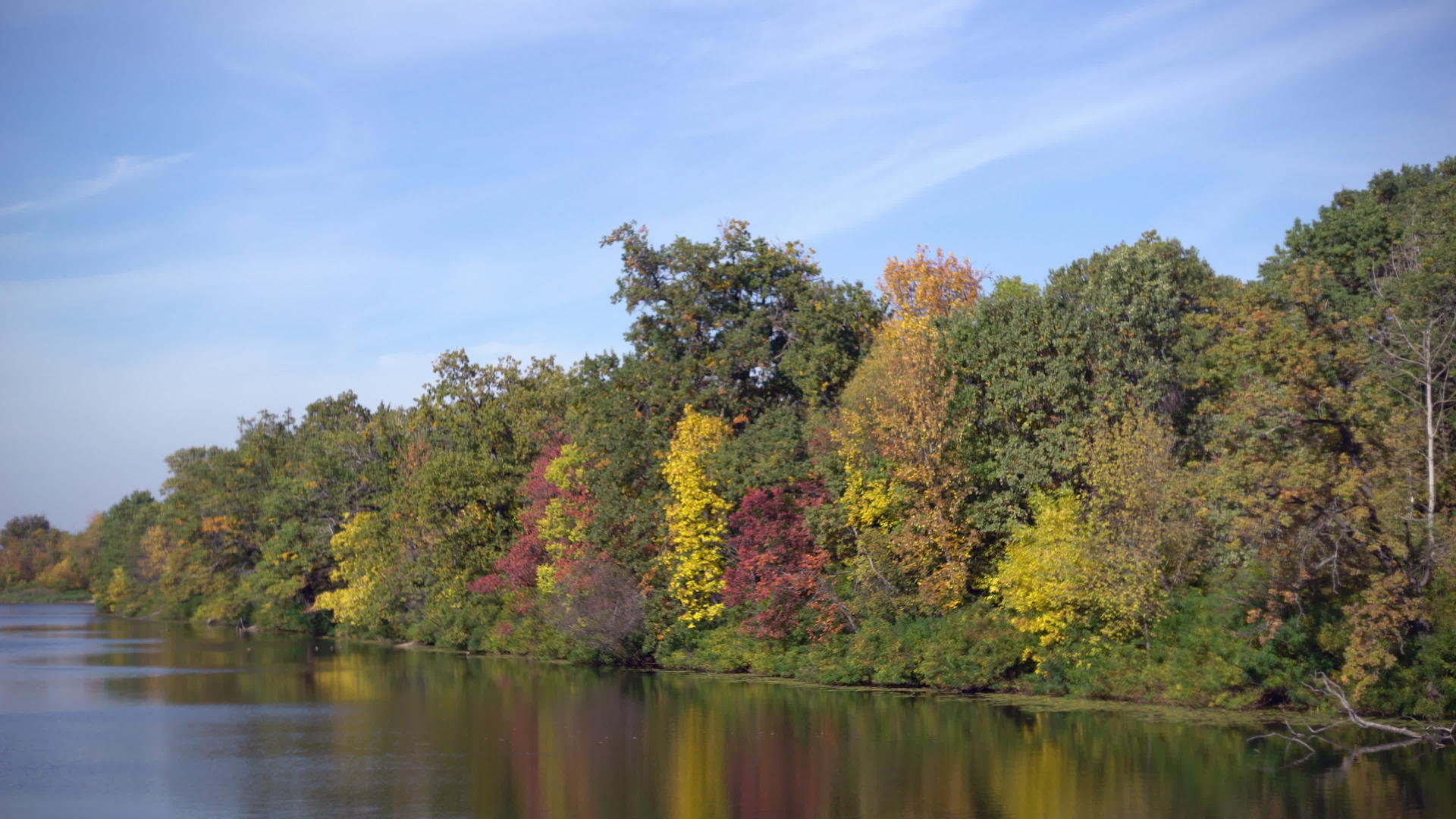 美丽的绿木在秋天是自然的视频的预览图