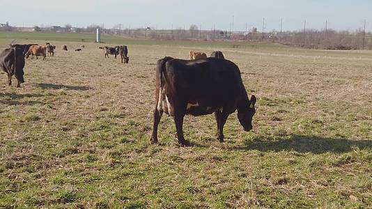 冬天 黄牛向阿米什农场慢动作放牧视频的预览图