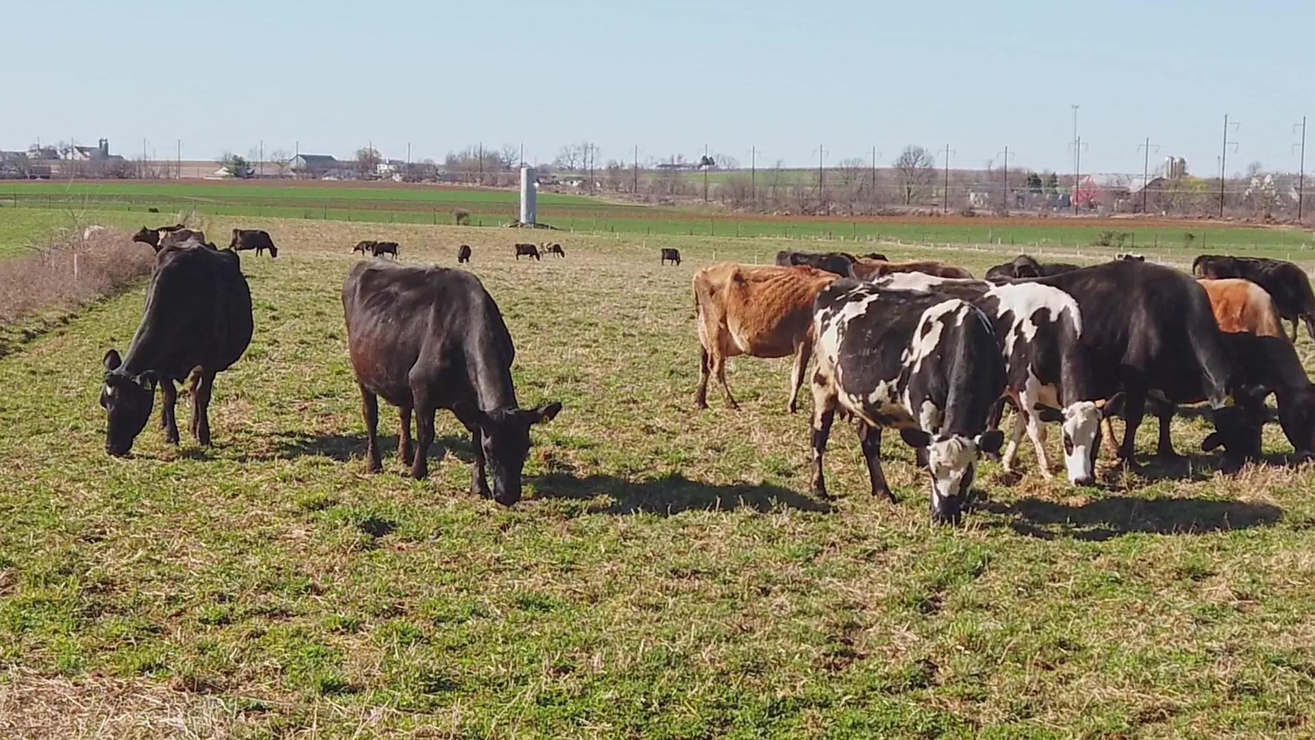 冬天黄牛向阿米什农场慢动作放牧视频的预览图