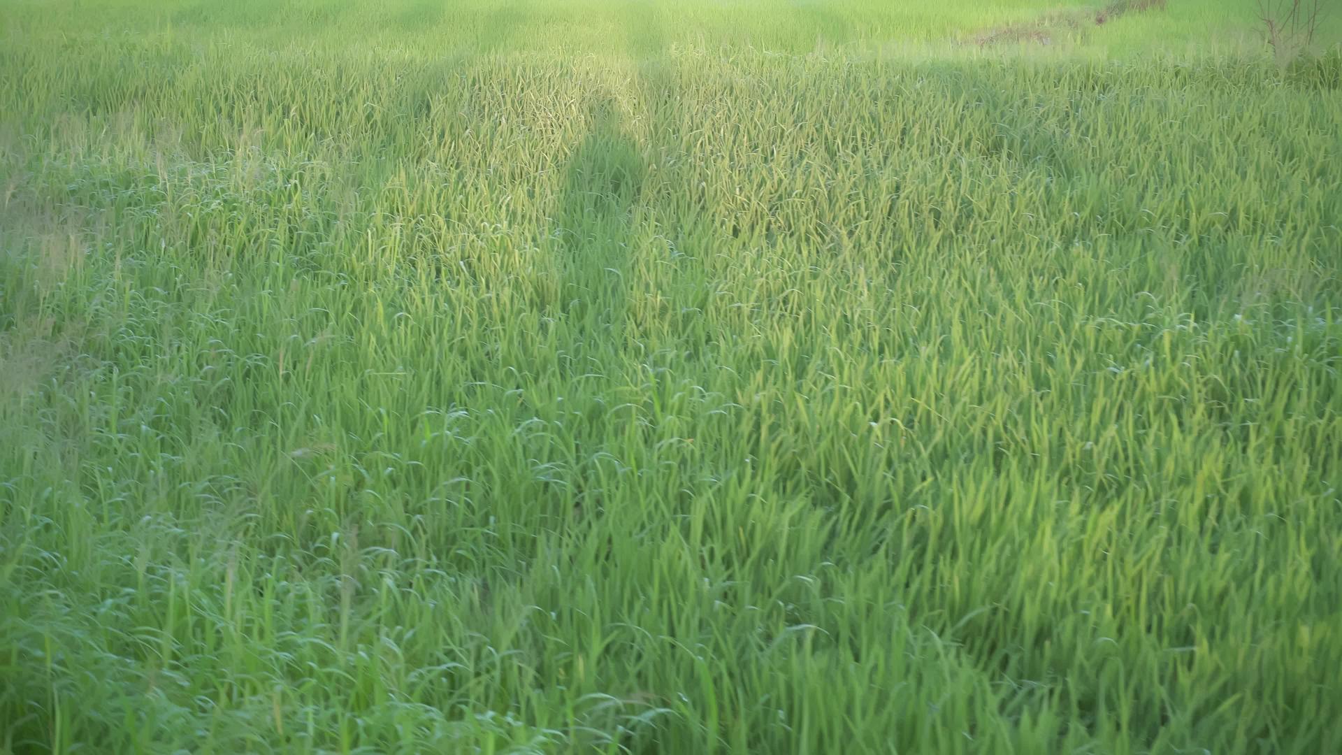 一种人在田野里行走视频的预览图