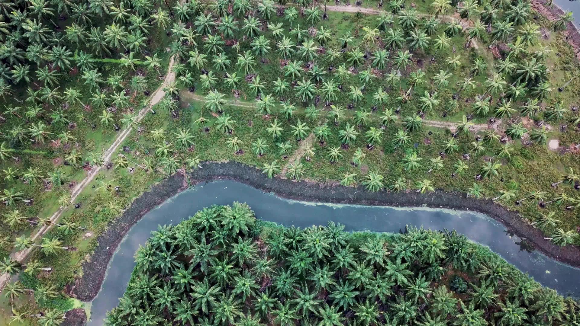 向下看椰子和油棕榈种植场视频的预览图