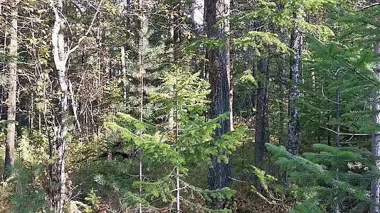 自然景观有细叶树的风景视频的预览图