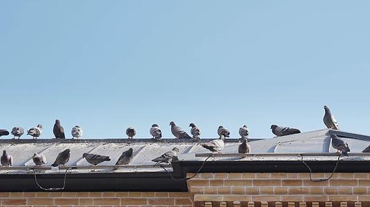 屋檐上有一排鸽子视频的预览图