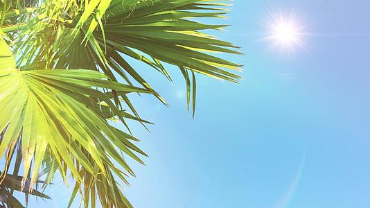 热带风景的棕榈与阳光明媚的天空相伴视频的预览图