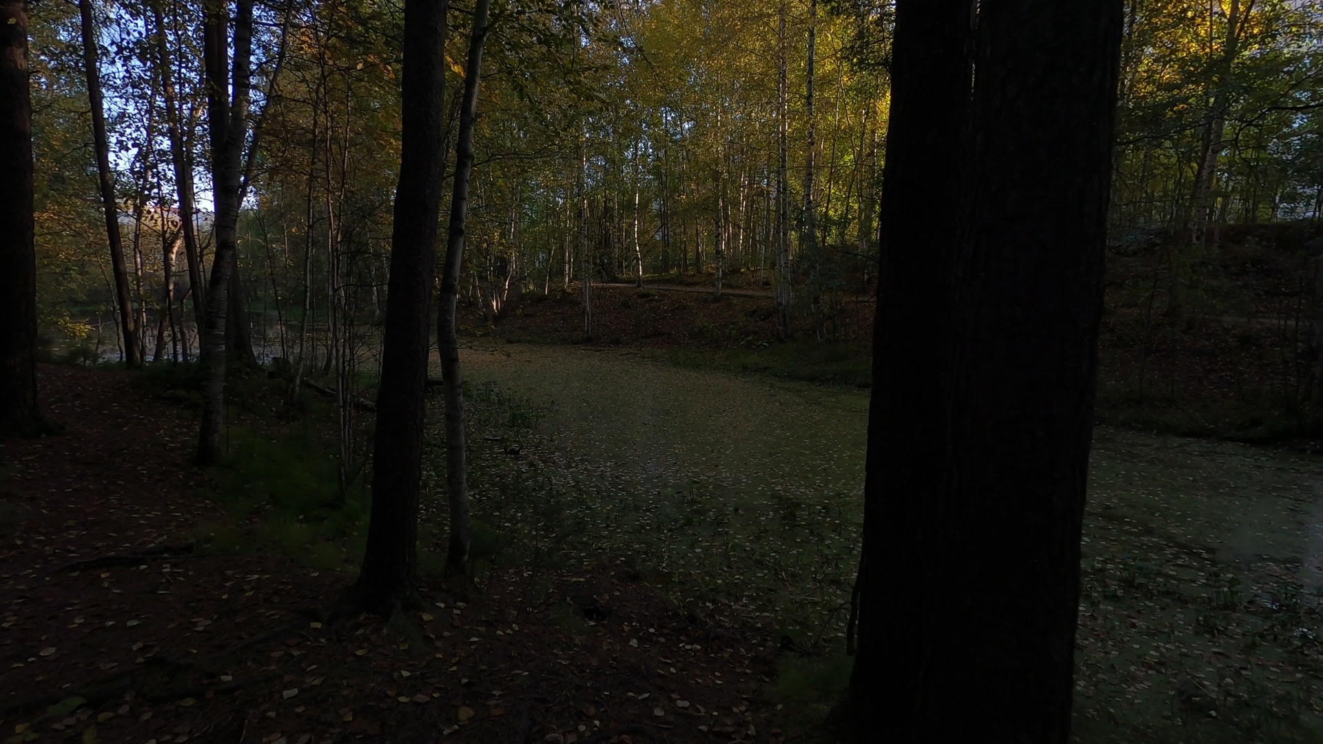 秋天的森林湖视频的预览图
