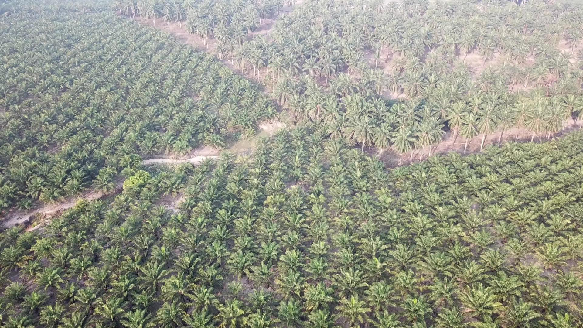空中飞往油棕榈种植园视频的预览图