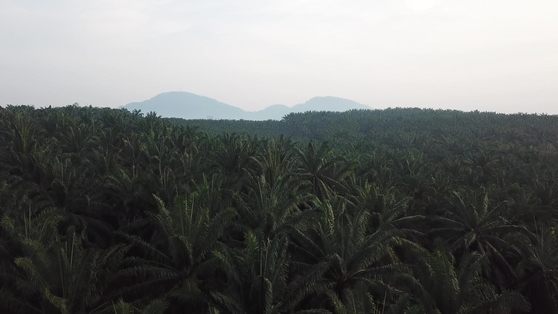 在空气中观察油棕榈种植园视频的预览图