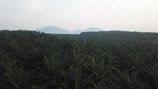 在空气中观察油棕榈种植园视频的预览图