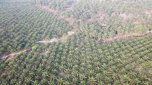 飞往不同高度的油棕榈种植园视频的预览图