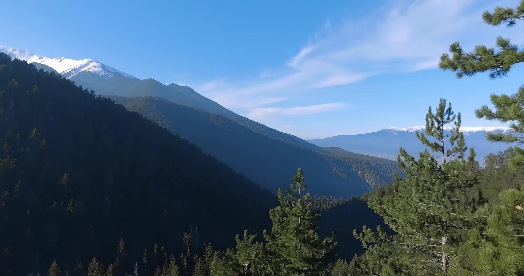 山地景观中有茂密的松树林无人机飞过树顶的鸟瞰图视频的预览图