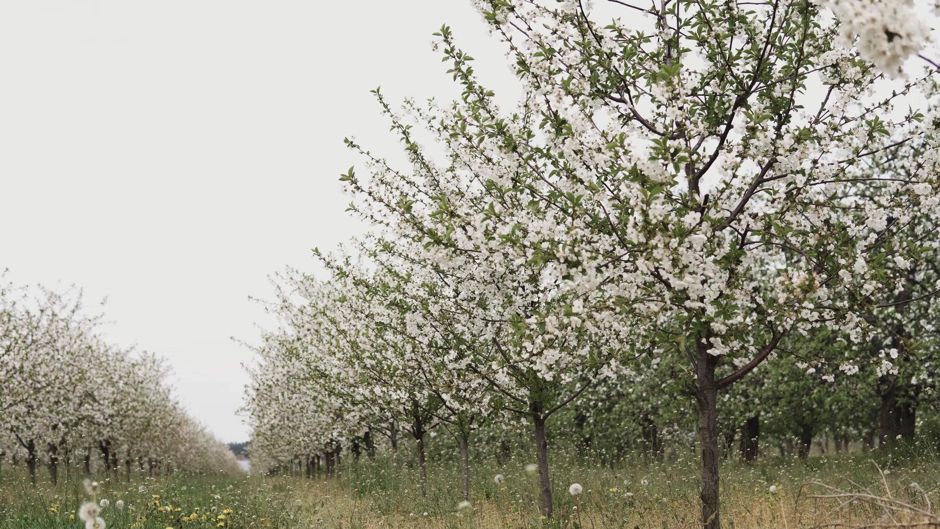 苹果果园的相机幻灯片视频的预览图