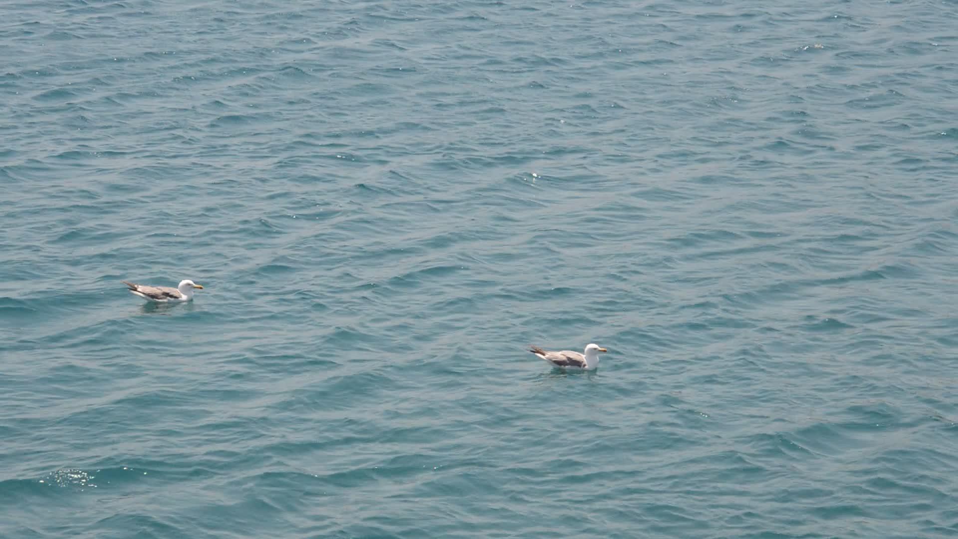 海鸥在爱琴海上摇晃视频的预览图