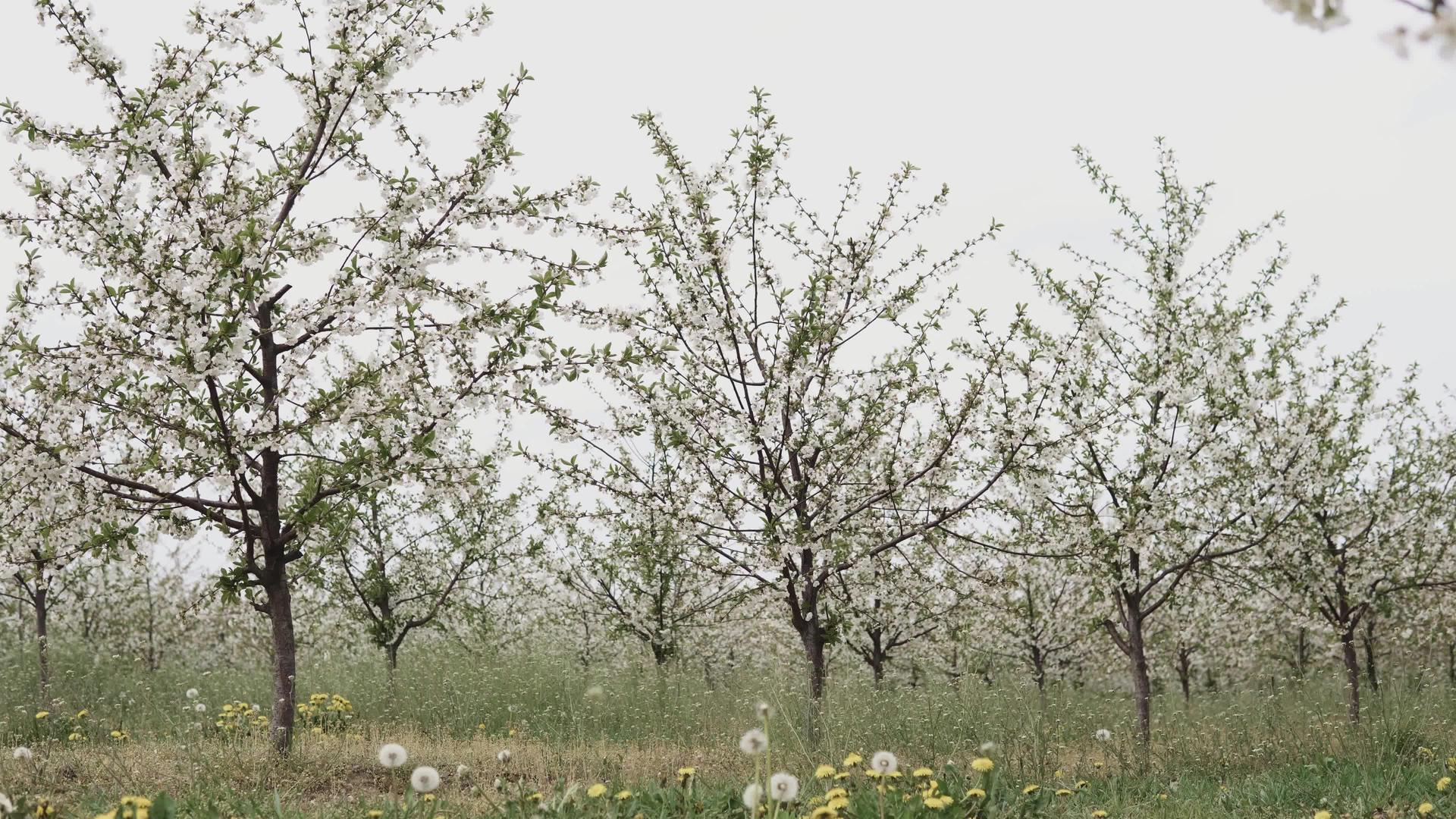 苹果果园的相机幻灯片视频的预览图