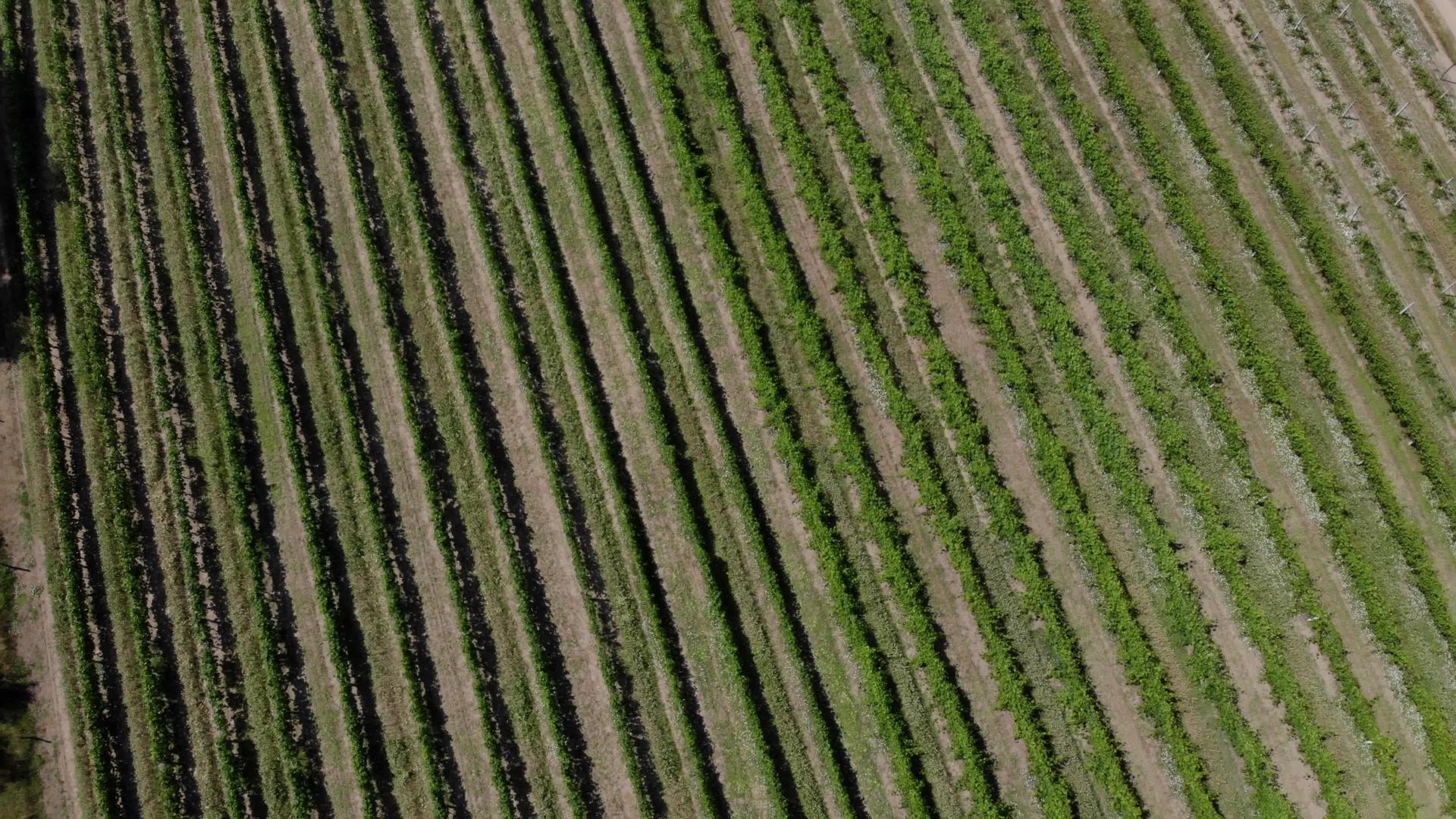 葡萄园谷的空中航向视频的预览图