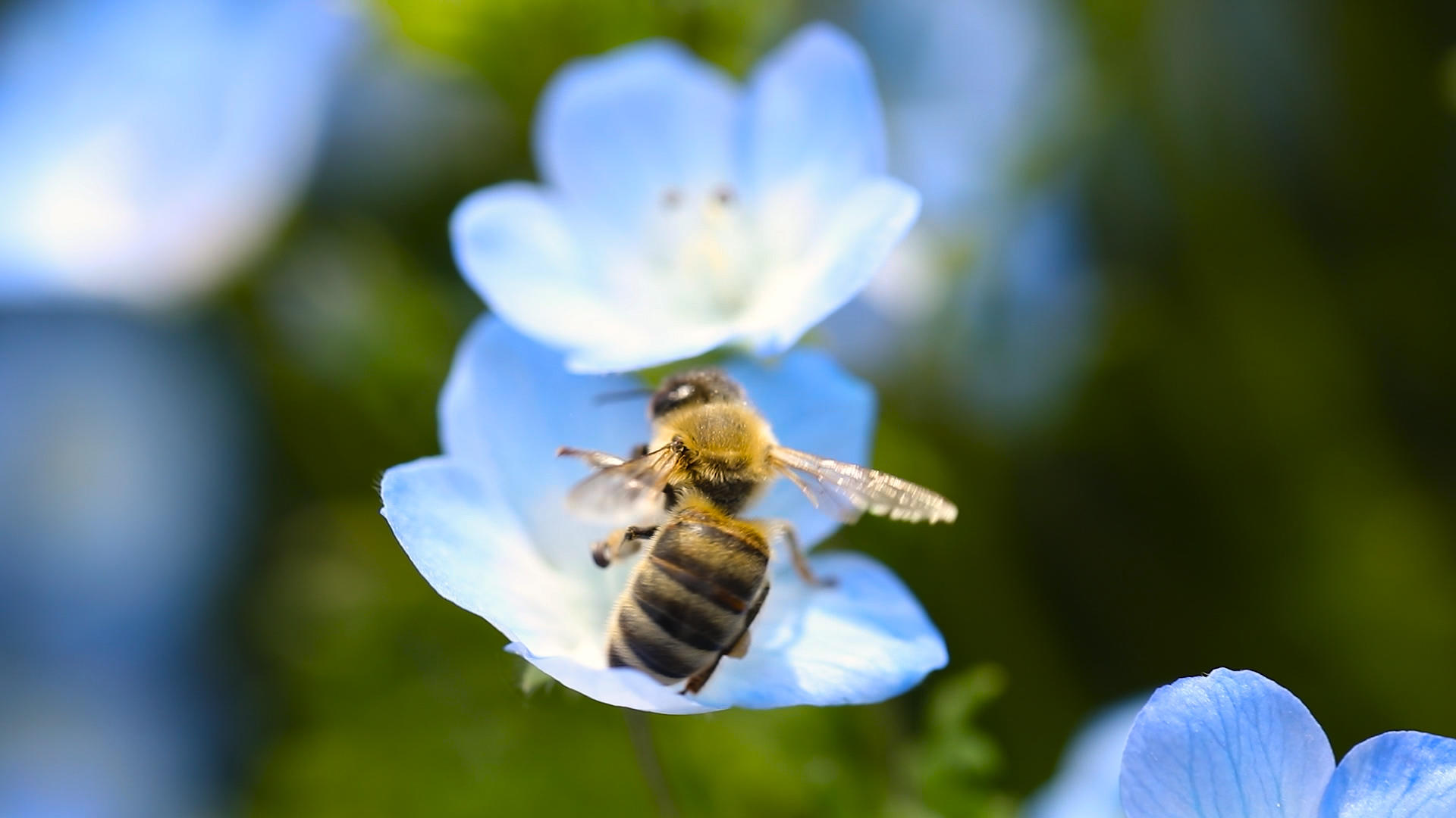 蜜蜂在花朵上采蜜视频的预览图