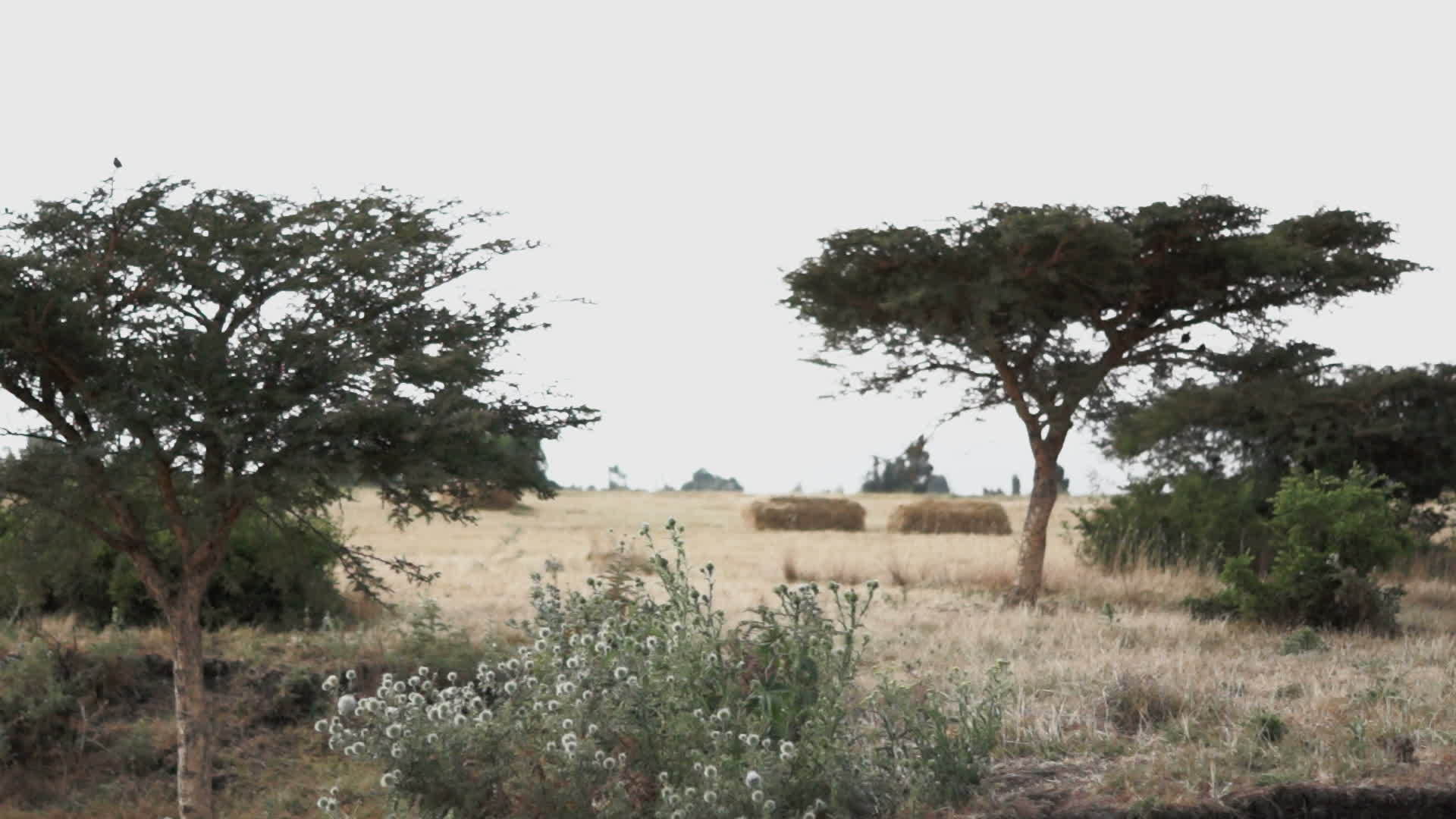 非洲热带草原地貌视频的预览图