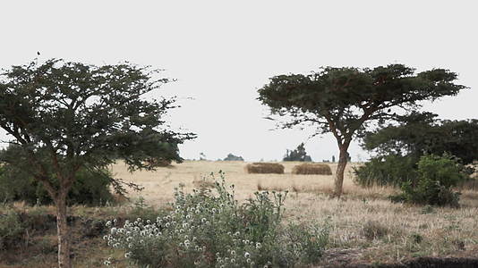 非洲热带草原地貌视频的预览图