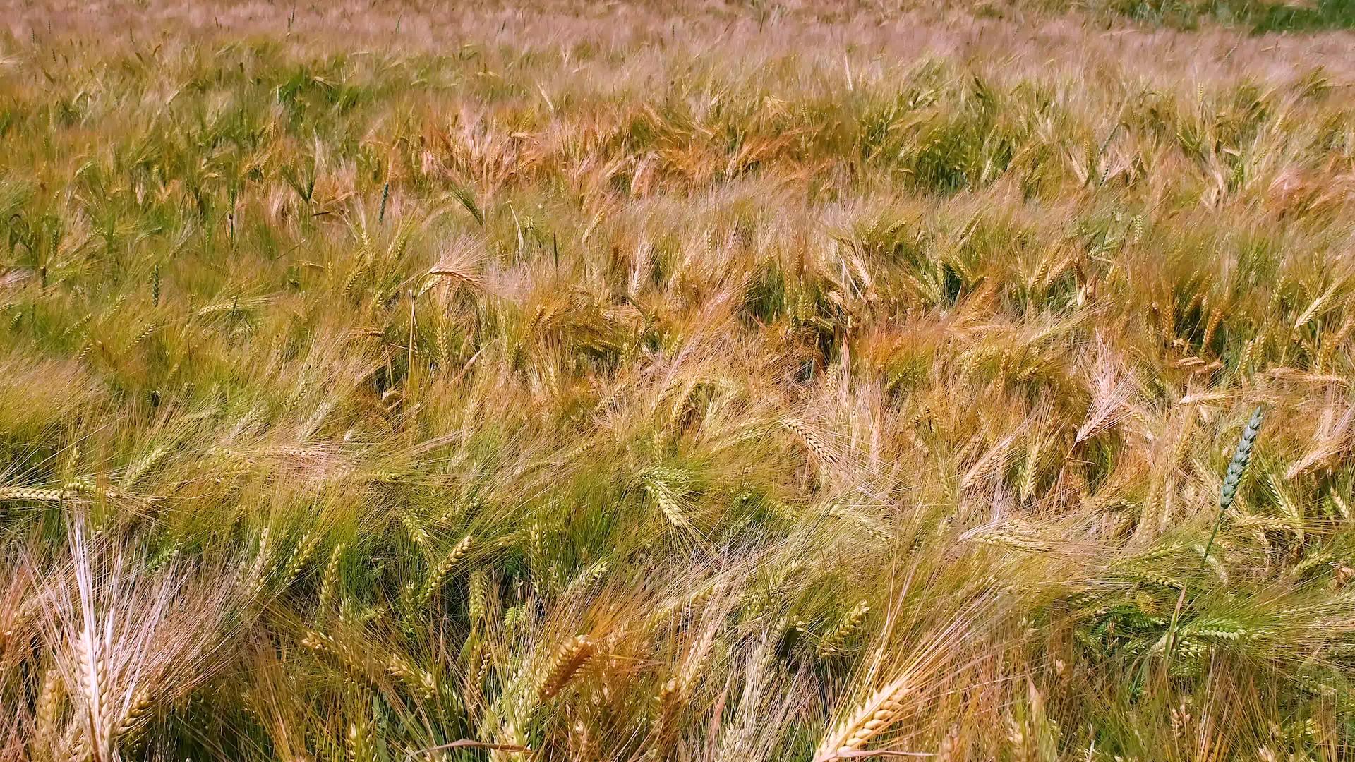 田里的小麦在风中在小麦的微耳中视频的预览图