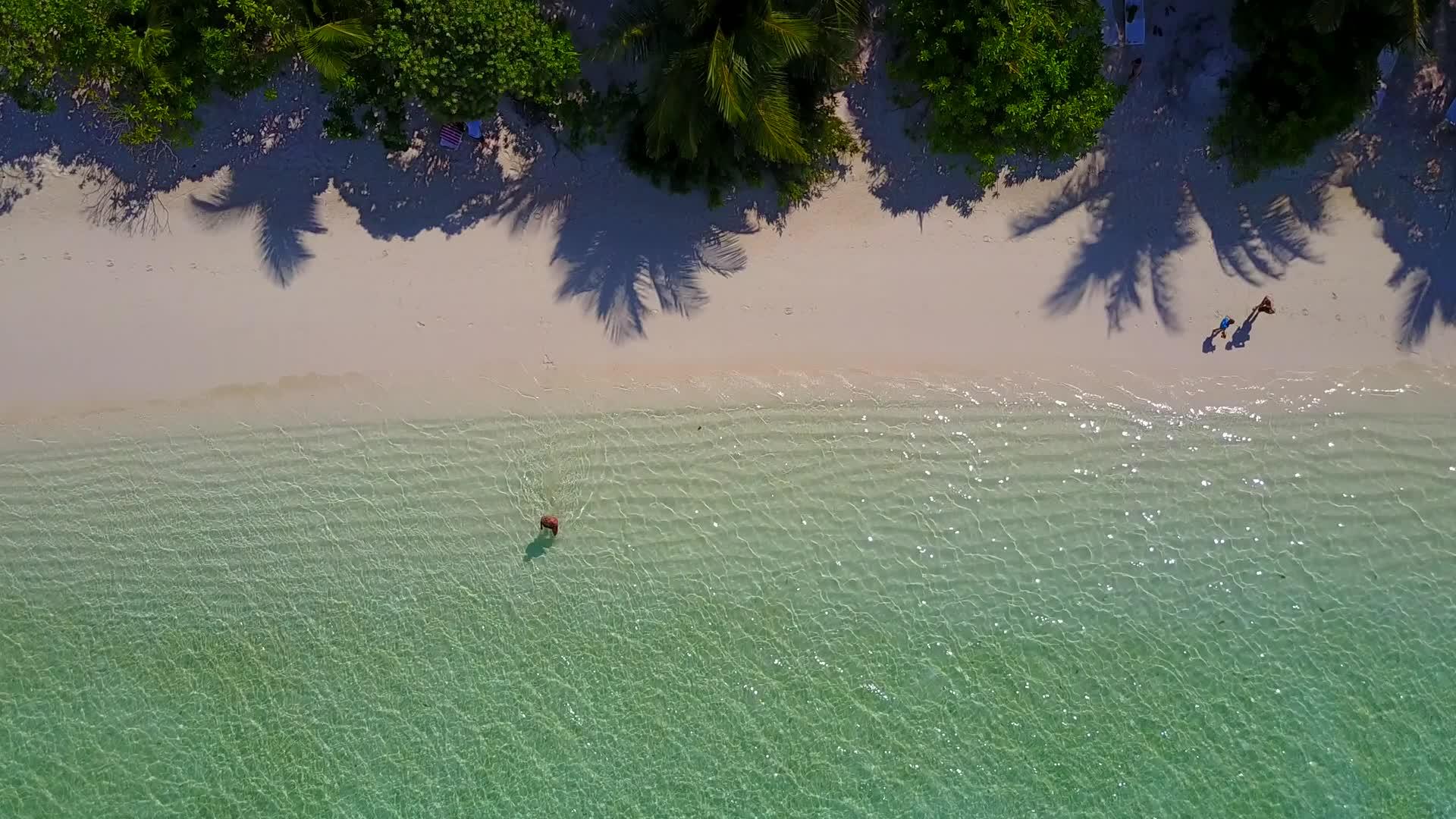 日落前透明的环礁湖和白色海滩背景下的奇怪海滩野生生物视频的预览图