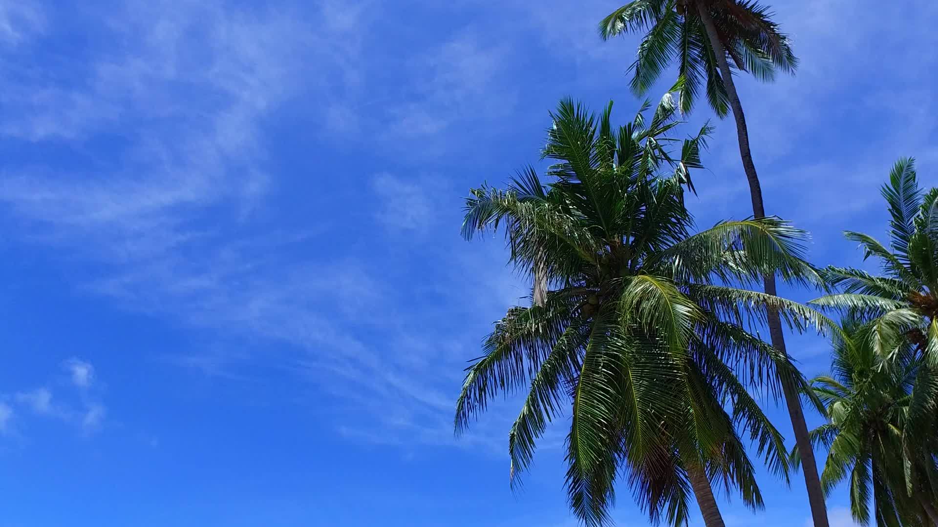 美丽的海滩野生动物浪漫的全景蓝海和棕榈树附近的白沙视频的预览图