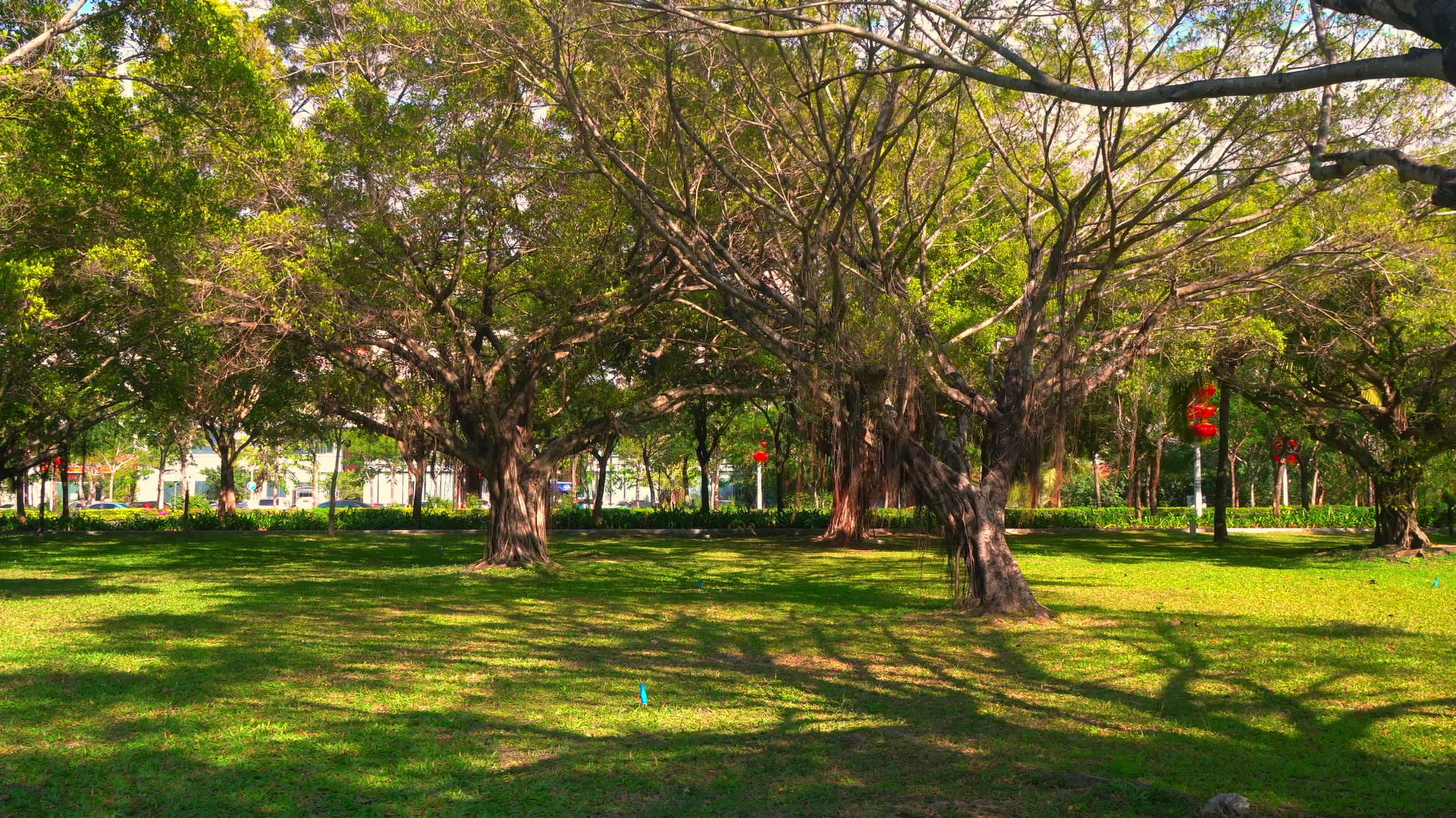 美丽的绿色自然环境在夏季城市公园视频的预览图