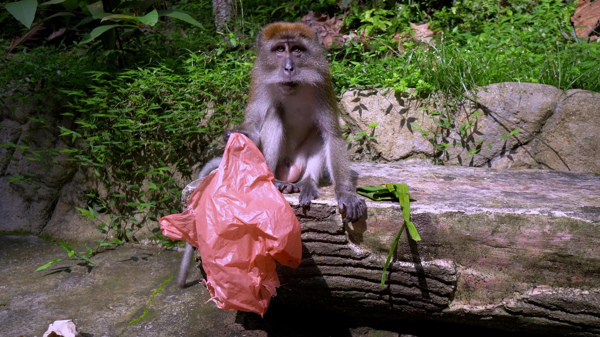 一只猴子从袋子里寻找食物视频的预览图