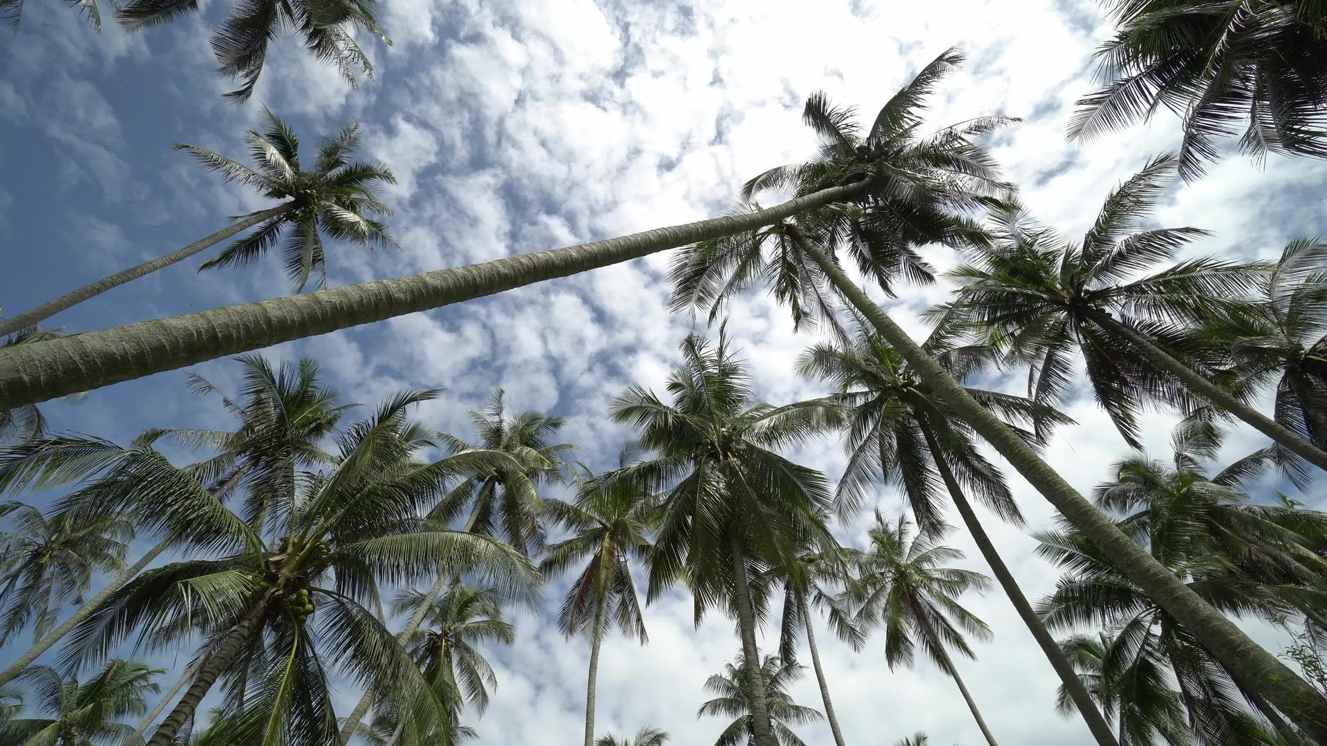 热带椰子棕榈树横片视频的预览图
