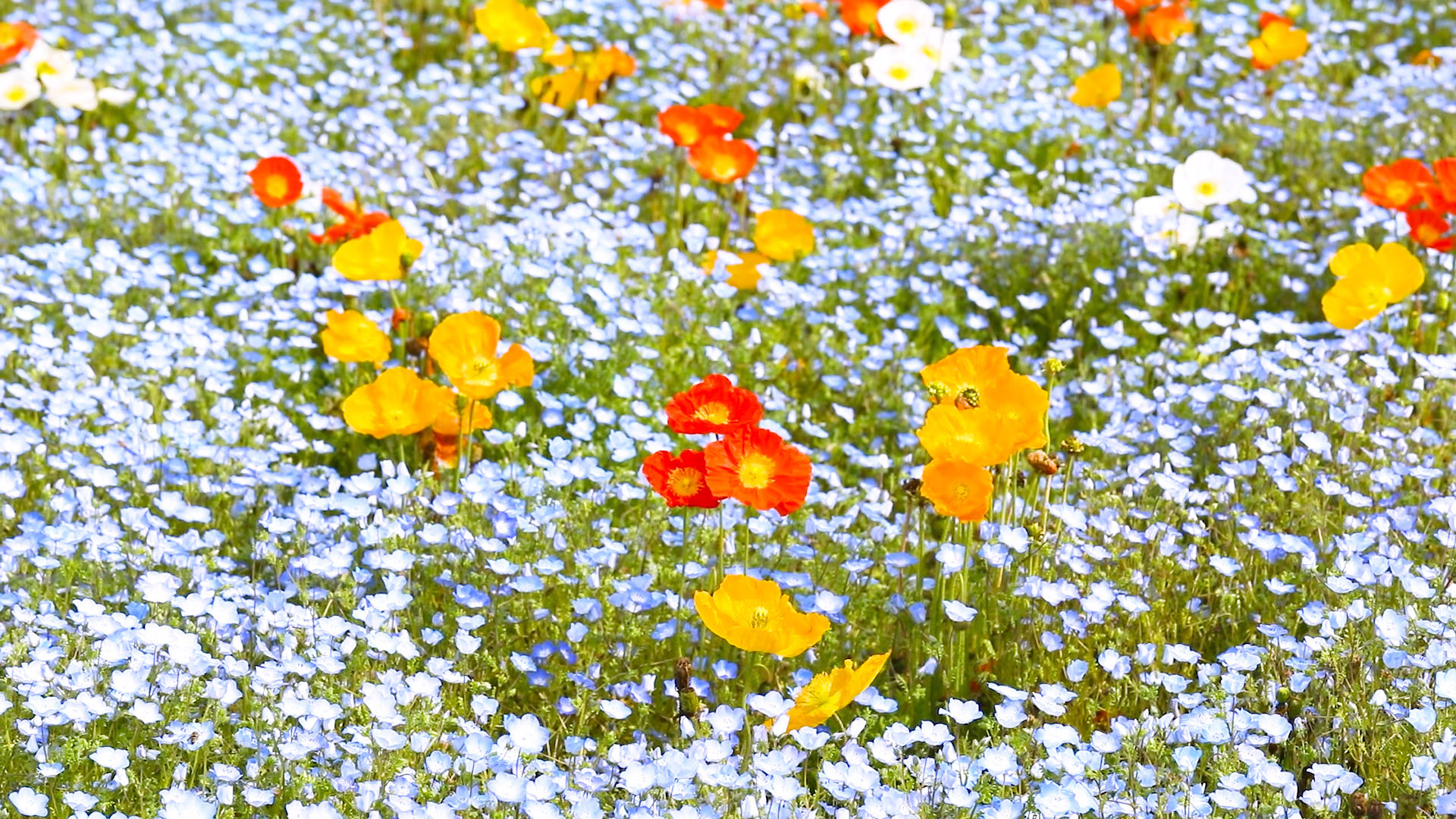 蓝色小花花丛视频的预览图