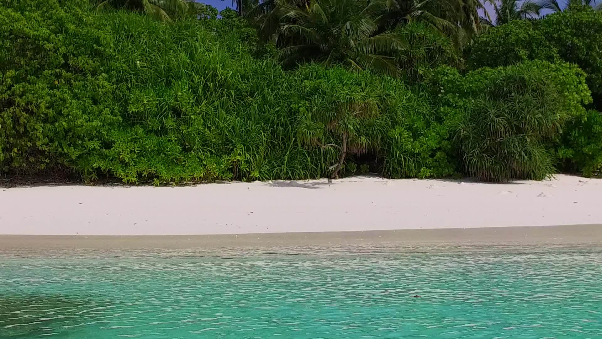 蓝色海洋中美丽的岛屿海滩野生动物的开放景观沙洲附近有一个白色的沙洲视频的预览图