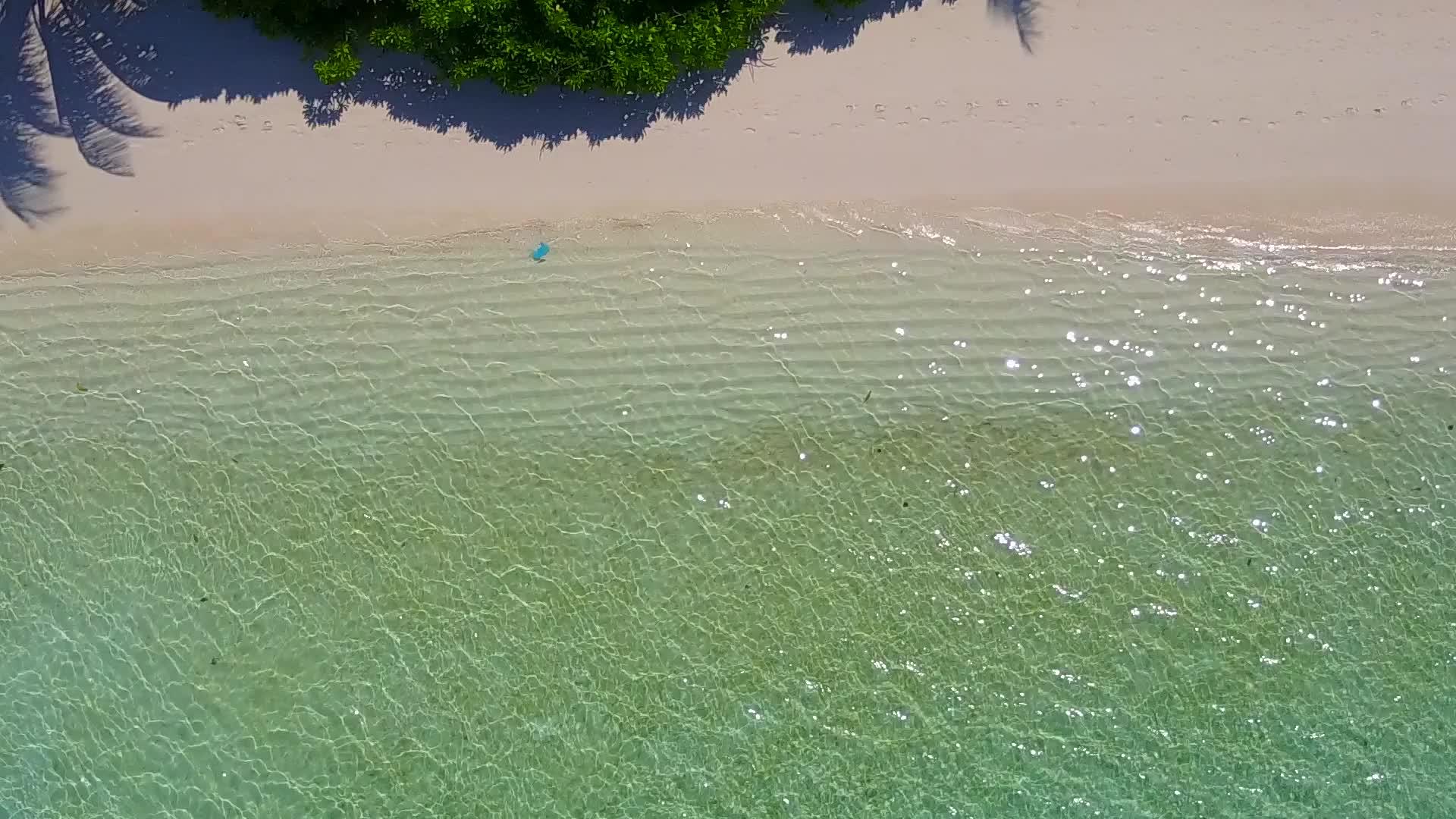 沙巴附近阳光明媚的天堂环礁湖海滩野生生物景象视频的预览图